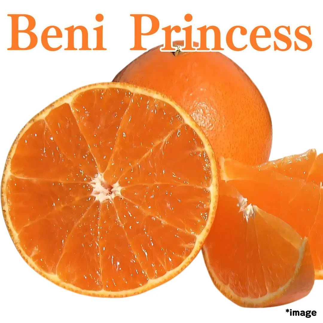 ”Beni Princess (Top Grade)", approx.500g/2pcs, Ehime's Rising Star Thoroughbred Citrus - Born from Beni Madonna & Kanpei [Delivery between 7th~8th Mar] - Tokyo Fresh Direct