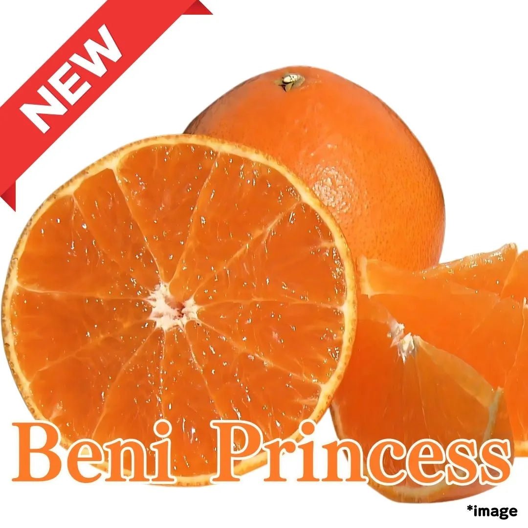 ”Beni Princess (Top Grade)", approx.500g/2pcs, Ehime's Rising Star Thoroughbred Citrus - Born from Beni Madonna & Kanpei [Delivery between 7th~8th Mar] - Tokyo Fresh Direct