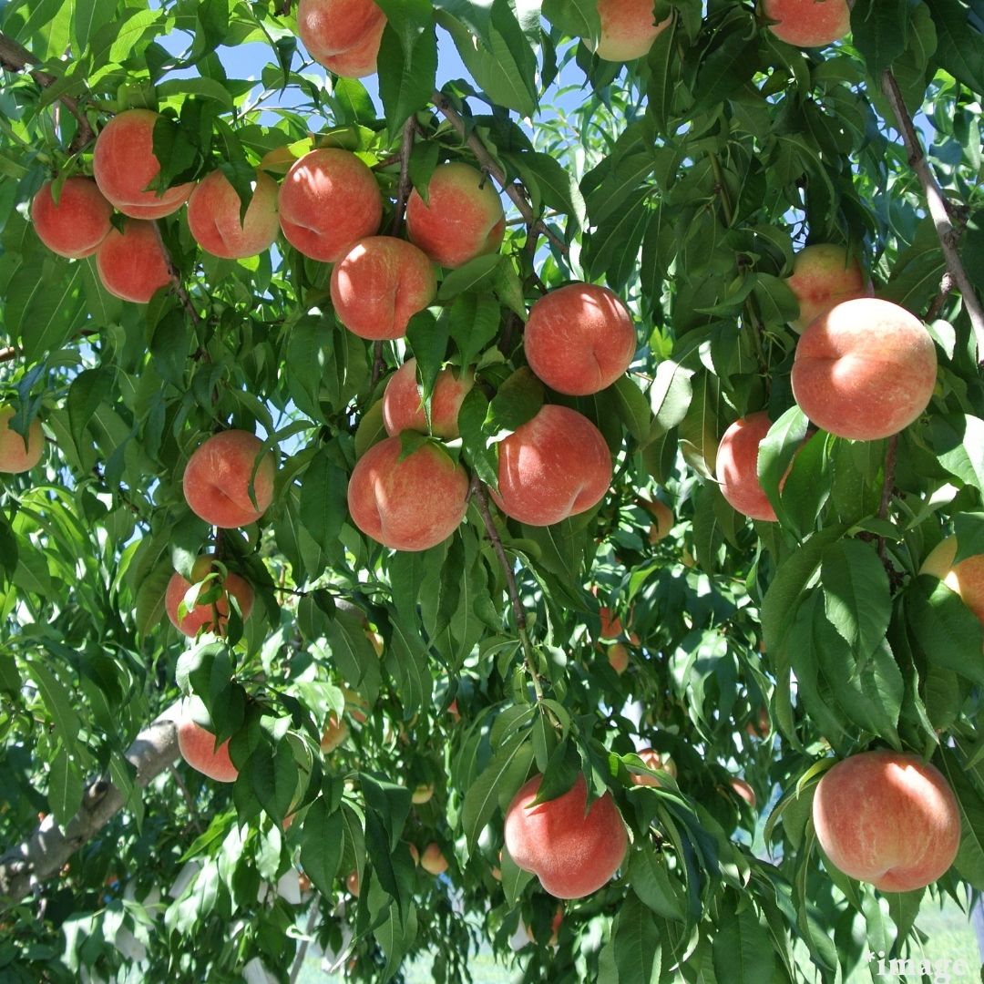 "Big Size White Peach (High Grade)", "Tohoku district" are now in stock!, Large 2pcs(650g+) | Delivery: 12th~13th Sep - Tokyo Fresh Direct