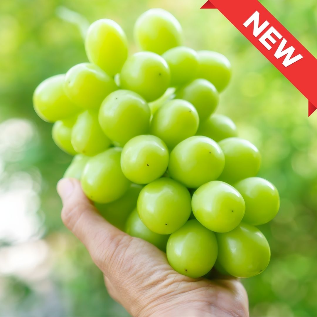 Branded Shine Muscat "Hareo (High Grade)", From Japan’s Sunny Land of Okayama (Large size 600g+) | Delivery: 7th - 8th Nov - Tokyo Fresh Direct