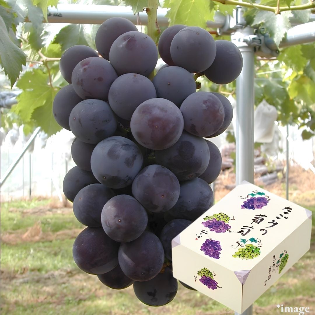 Child of Kyoho and Shine Muscat "Pione(High Grade)", sweet and large - berried, Gift Box(3L Size/approx.500g) | Delivery: 19th~20th Sep - Tokyo Fresh Direct
