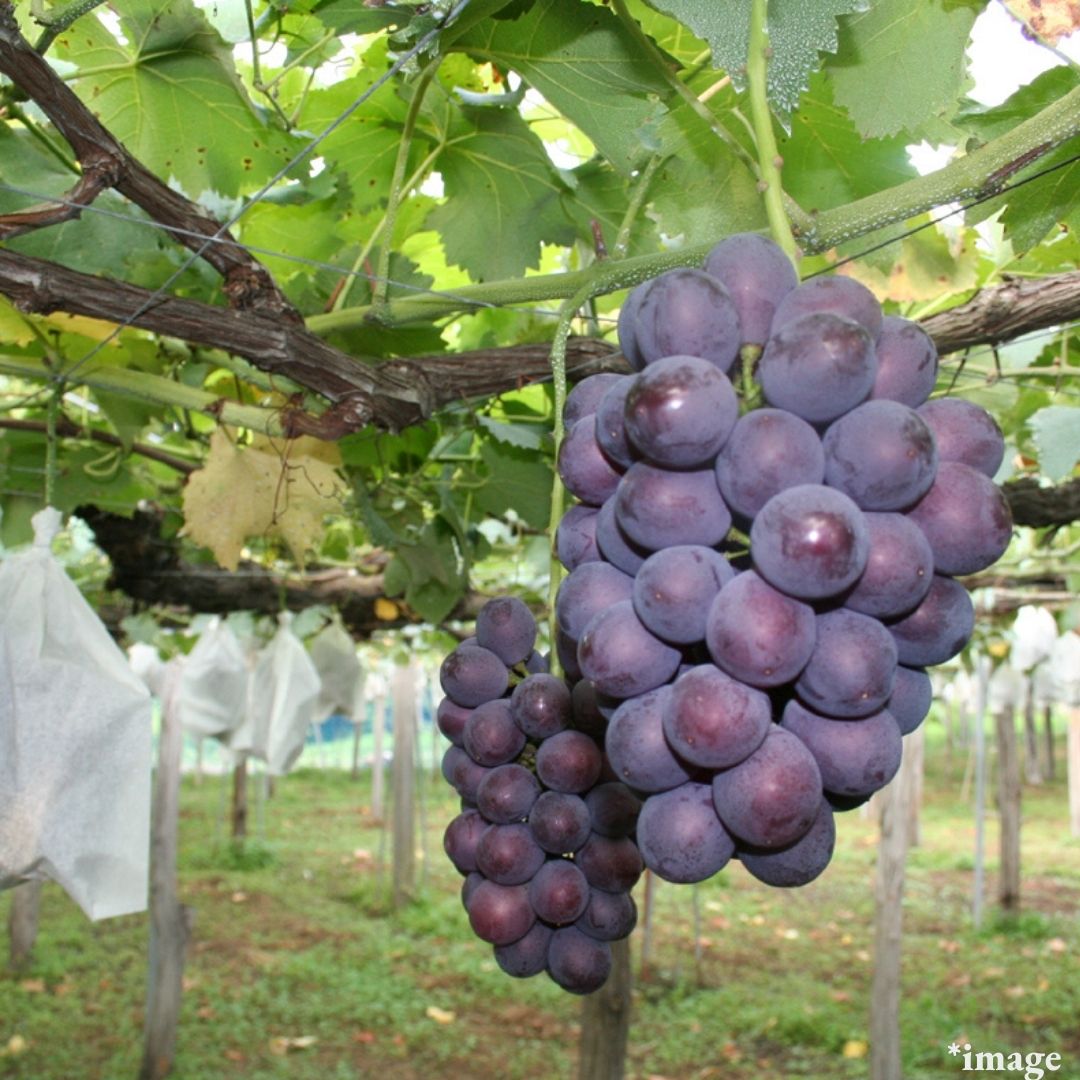 Child of Kyoho and Shine Muscat "Pione(High Grade)", sweet and large - berried, Gift Box(3L Size/approx.500g) | Delivery: 19th~20th Sep - Tokyo Fresh Direct