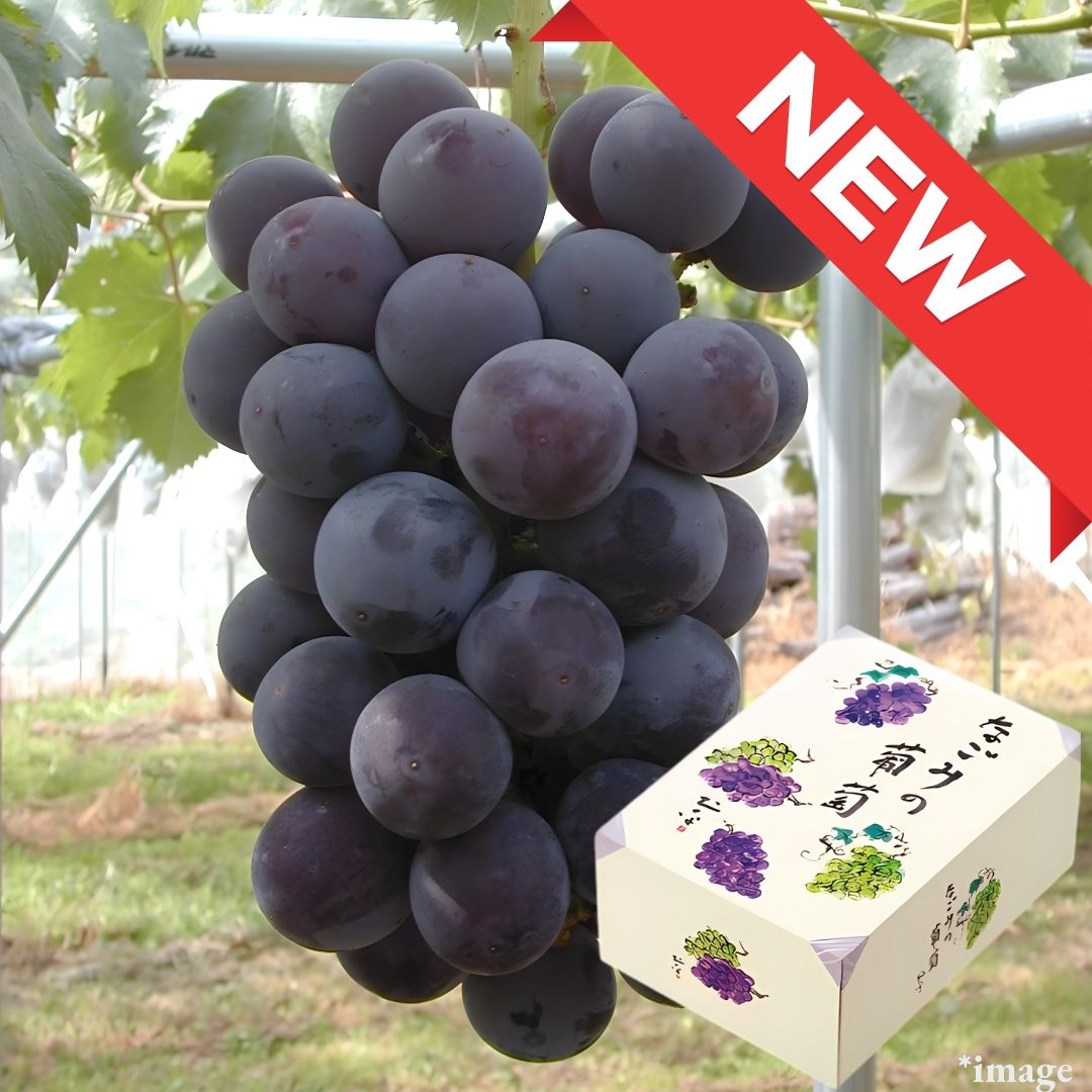 Child of Kyoho and Shine Muscat "Pione(High Grade)", sweet and large - berried, Gift Box(3L Size/approx.500g) | Delivery: 19th~20th Sep - Tokyo Fresh Direct