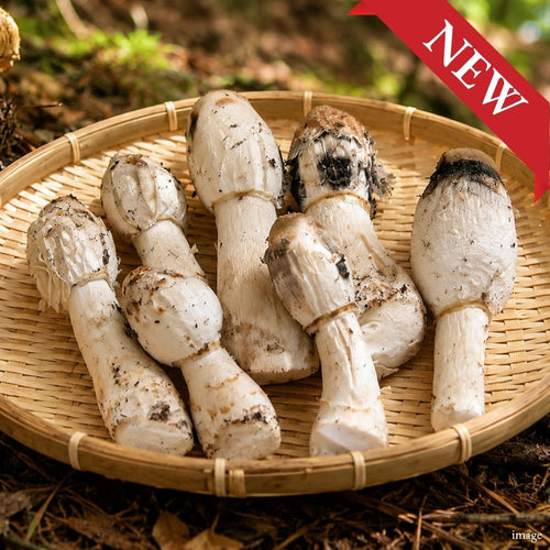Coprinus Mushroom, 60g / 1 Pack, [Nagano Fair 2026] | Delivery: 25th–3rd Oct