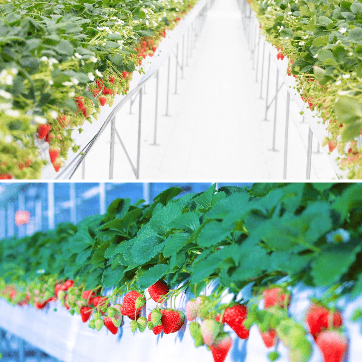 CREATIVE FARMERS Baumkuchen - Tokyo Fresh Direct