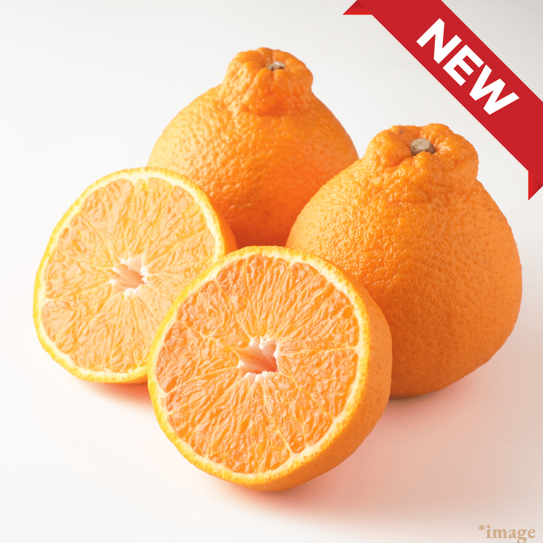 ”Dekopon (Big Size)”, A popular citrus loved for its rich sweetness and balanced acidity, Approx.800g+(2pcs) | Delivery: 13th - 14th Mar - TFD (Tokyo Fresh Direct)