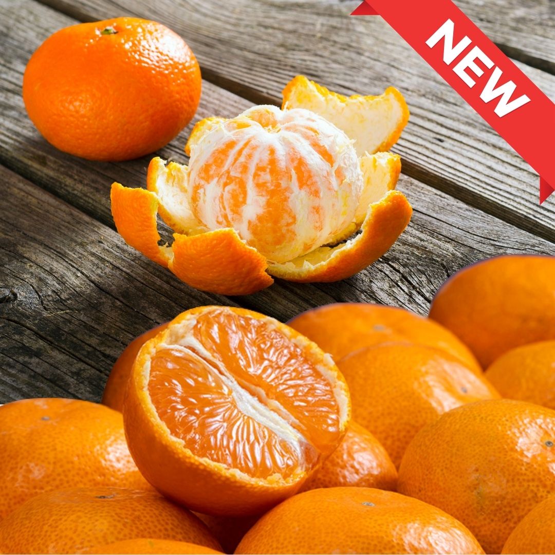 "Dream's Blessing (High Grade)", Crafted by the 1% - 14° Brix Premium Mikan, (size M / 500g+) | Delivery: 14th - 15th Nov - Tokyo Fresh Direct