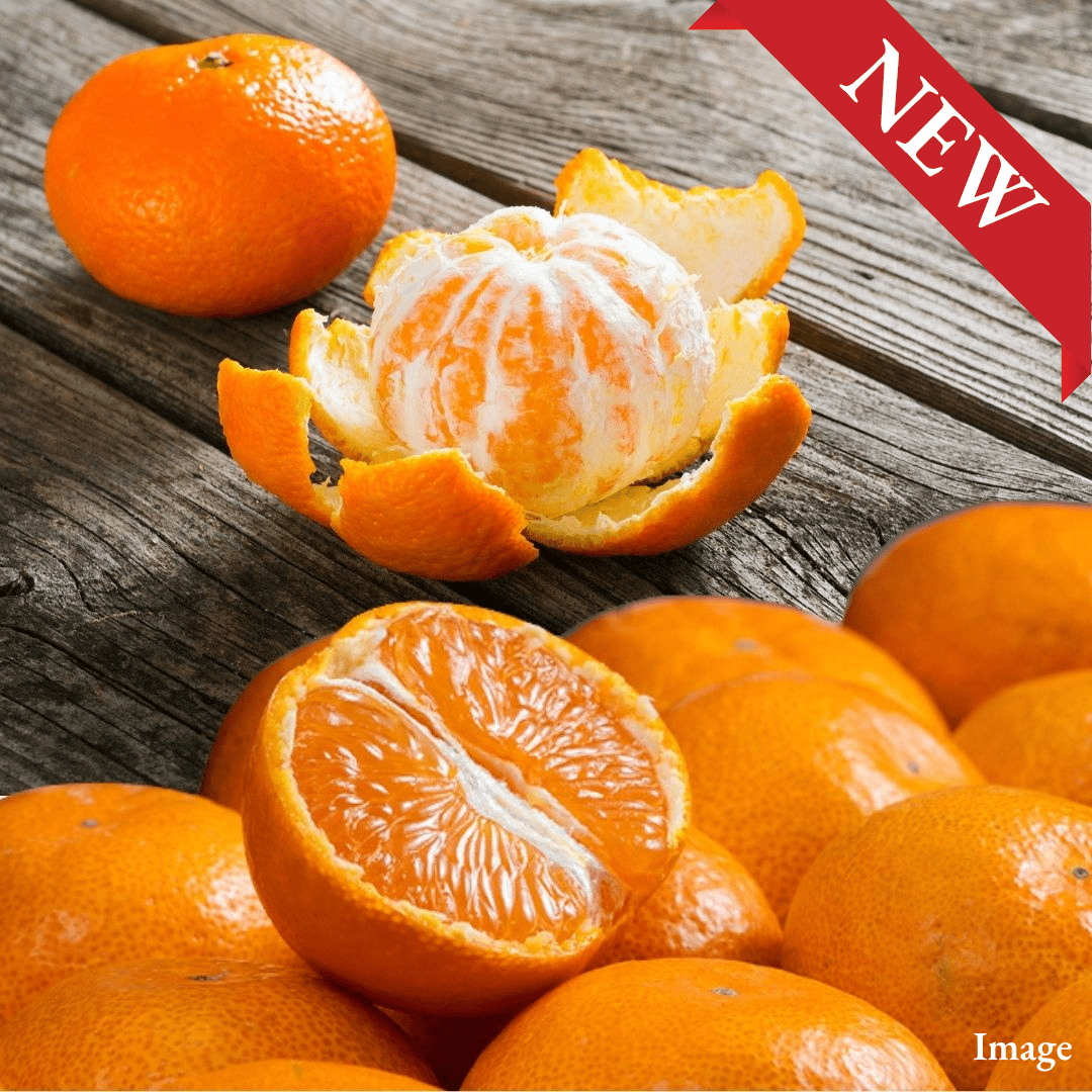 "Dream's Blessing (TFD Bestsellers/High Grade)", Crafted by the 1% - 14° Brix Premium Mikan | Delivery: 6th~7th Nov - TFD (Tokyo Fresh Direct)