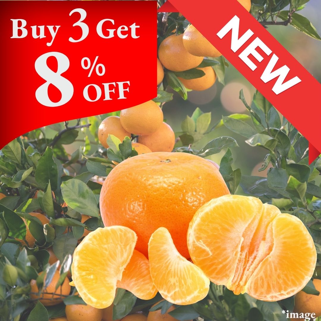 " Early Mikan (High Grade)", Kumamoto’s Early - Season Mikan , (M size /approx.500g) | Delivery: 3rd - 4th Oct - Tokyo Fresh Direct