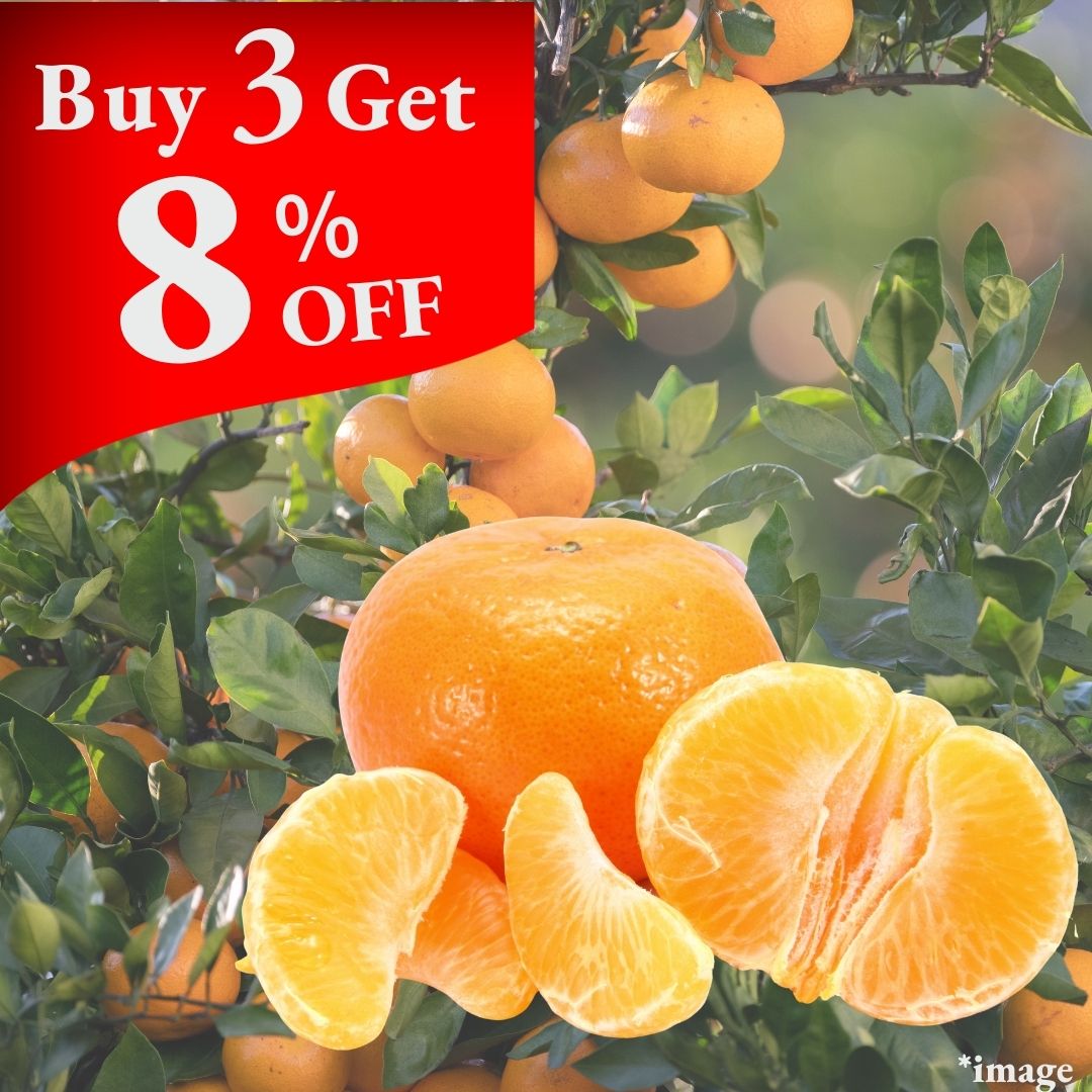 " Early Mikan (High Grade)", Kumamoto’s Early - Season Mikan , (M size /approx.500g) | Delivery: 3rd - 4th Oct - Tokyo Fresh Direct