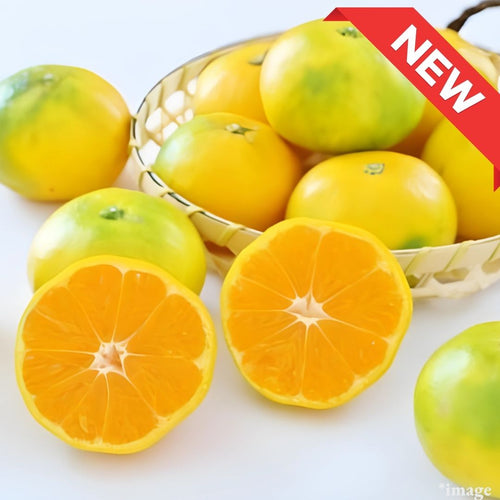 "Miyazaki Early Mikan (M-size/High Grade)", Bright, Juicy Sweet-Tart Citrus of Early Autumn | Delivery: 2nd~3rd Oct
