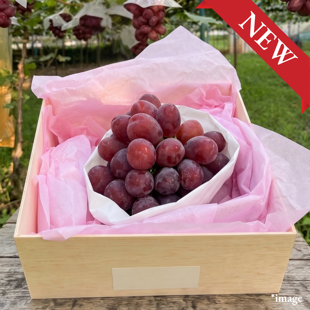 "Fuji no Kagayaki (Giftbox/Extra-Large 4L-size/Rare)", Rare “Black Shine Muscat” in an exceptionally scarce 4L size, Approx. 900g | Delivery: 18th~19th Sep - TFD (Tokyo Fresh Direct)