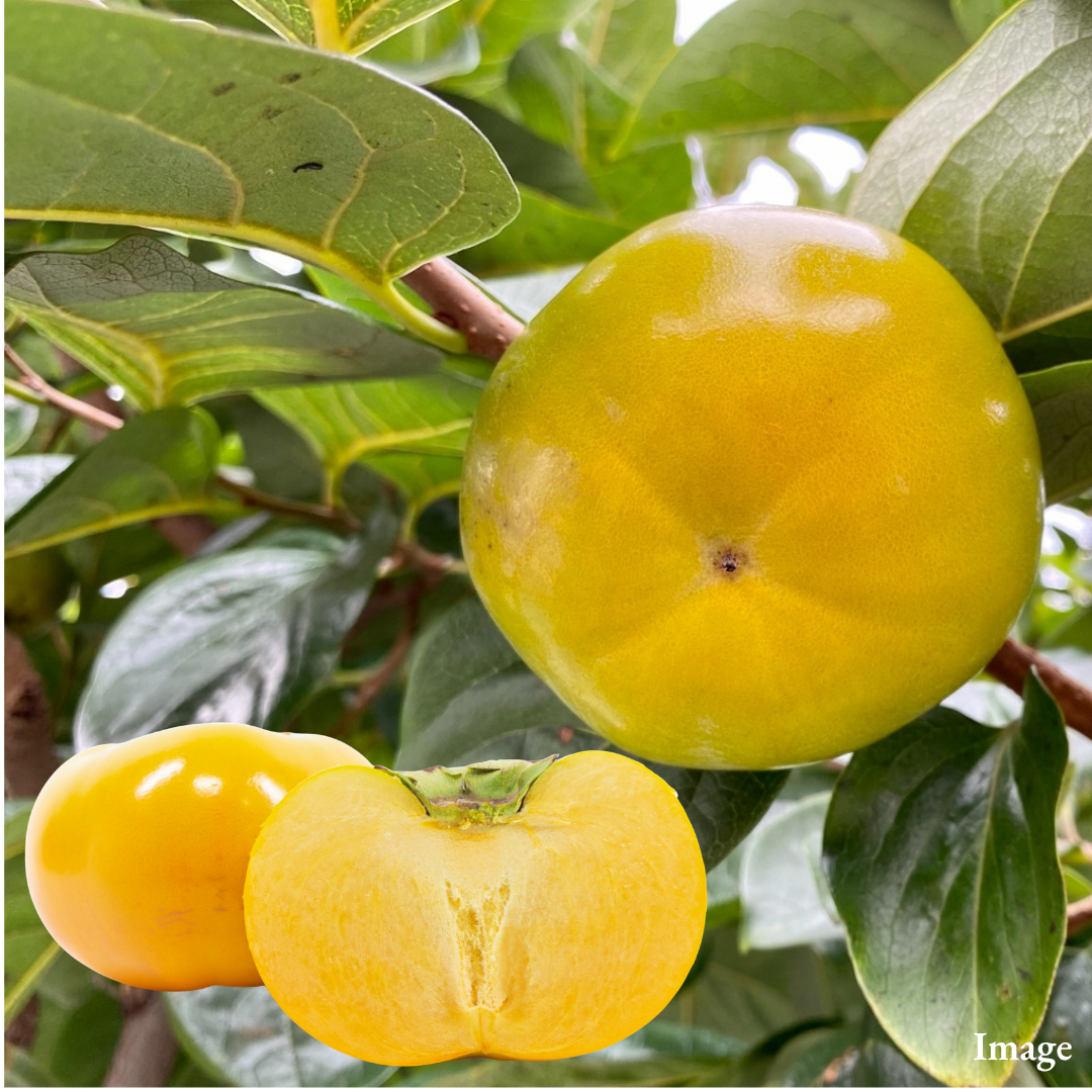 Fukuoka Golden Persimmon “Taishu (3L-size/High Grade)”, A Distinctive Golden Autumn Persimmon with a Delicate Crunch | Delivery: 30th~31th Oct - TFD (Tokyo Fresh Direct)