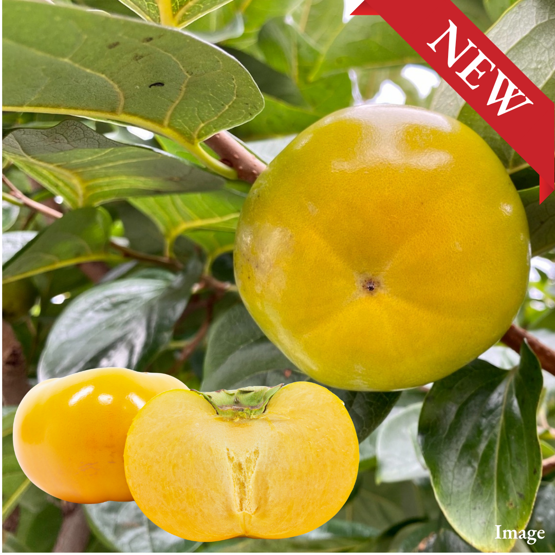 Fukuoka Golden Persimmon “Taishu (3L-size/High Grade)”, A Distinctive Golden Autumn Persimmon with a Delicate Crunch | Delivery: 30th~31th Oct - TFD (Tokyo Fresh Direct)