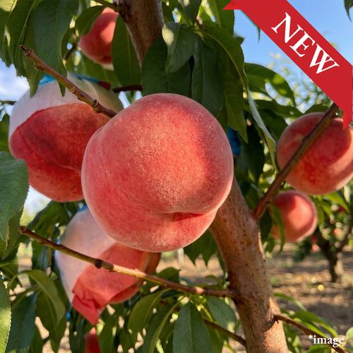 "Fukushima Peach (2L-size/High Grade)", From Japan’s No.2 Peach-Producing Prefecture, Approx.600g+(2pcs)/5kg(13-15pcs) | Delivery: 4th~5th Sep
