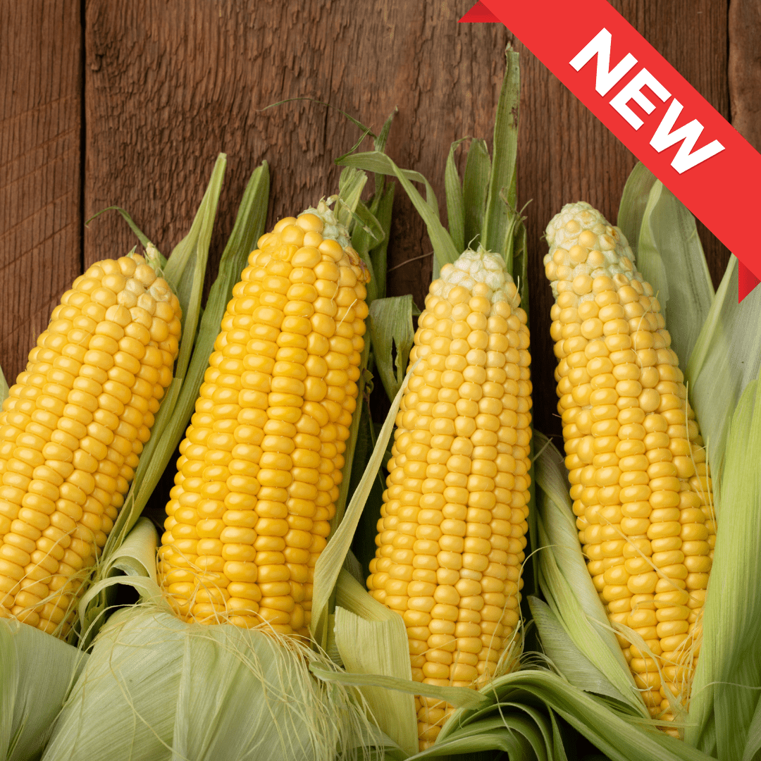 "Gold Rush", Sweet Corn from Hokkaido, approx.1.5kg/4pcs | Delivery: 8th~9th Aug - Tokyo Fresh Direct