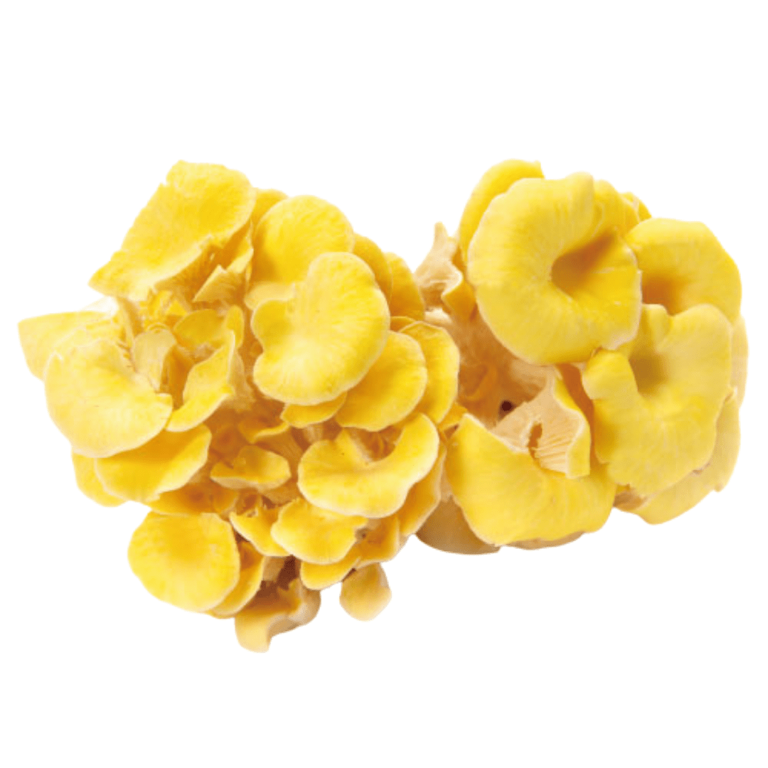 Golden Oyster Mushroom from Nagano 1pack (approx. 100g) | Delivery: 12th~13th Sep - Tokyo Fresh Direct