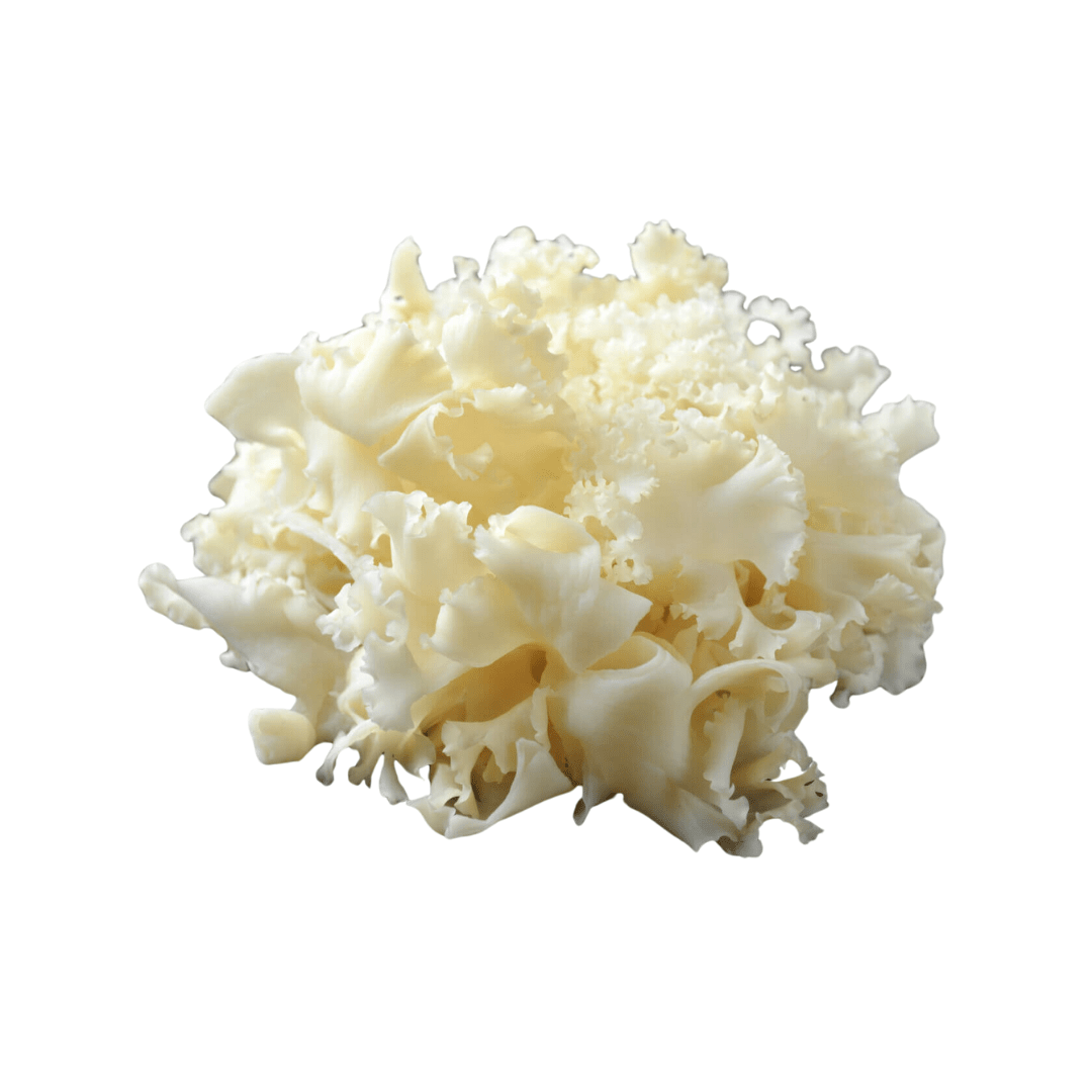Hanabira - take (Wood Cauliflower Mushroom) 1pack (approx. 100g) | Delivery: 12th~13th Sep - Tokyo Fresh Direct