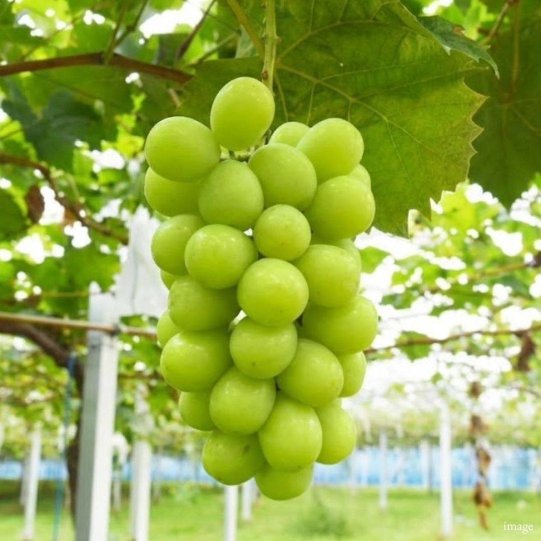 "Hareo (Giftbox/4L-size/High Grade)", A Century of Muscat Craft, Finished One Bunch at a Time, From Japan’s Land of Sunshine, shaped by hand and selected to Okayama standards., Approx.700g | Delivery: 21st~22nd Aug - TFD (Tokyo Fresh Direct)