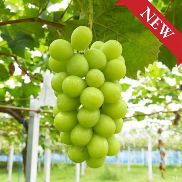 "Hareo (Giftbox/4L-size/High Grade)", A Century of Muscat Craft, Finished One Bunch at a Time, From Japan’s Land of Sunshine, shaped by hand and selected to Okayama standards., Approx.700g | Delivery: 21st~22nd Aug - TFD (Tokyo Fresh Direct)