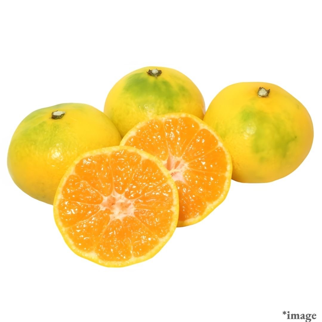 "Hi no Sakigake (High Grade)", A Premium Kumamoto Brand Mikan Selected for Its High Brix and Low Acidity, (approx.500g) | Delivery: 24th - 25th Oct - Tokyo Fresh Direct