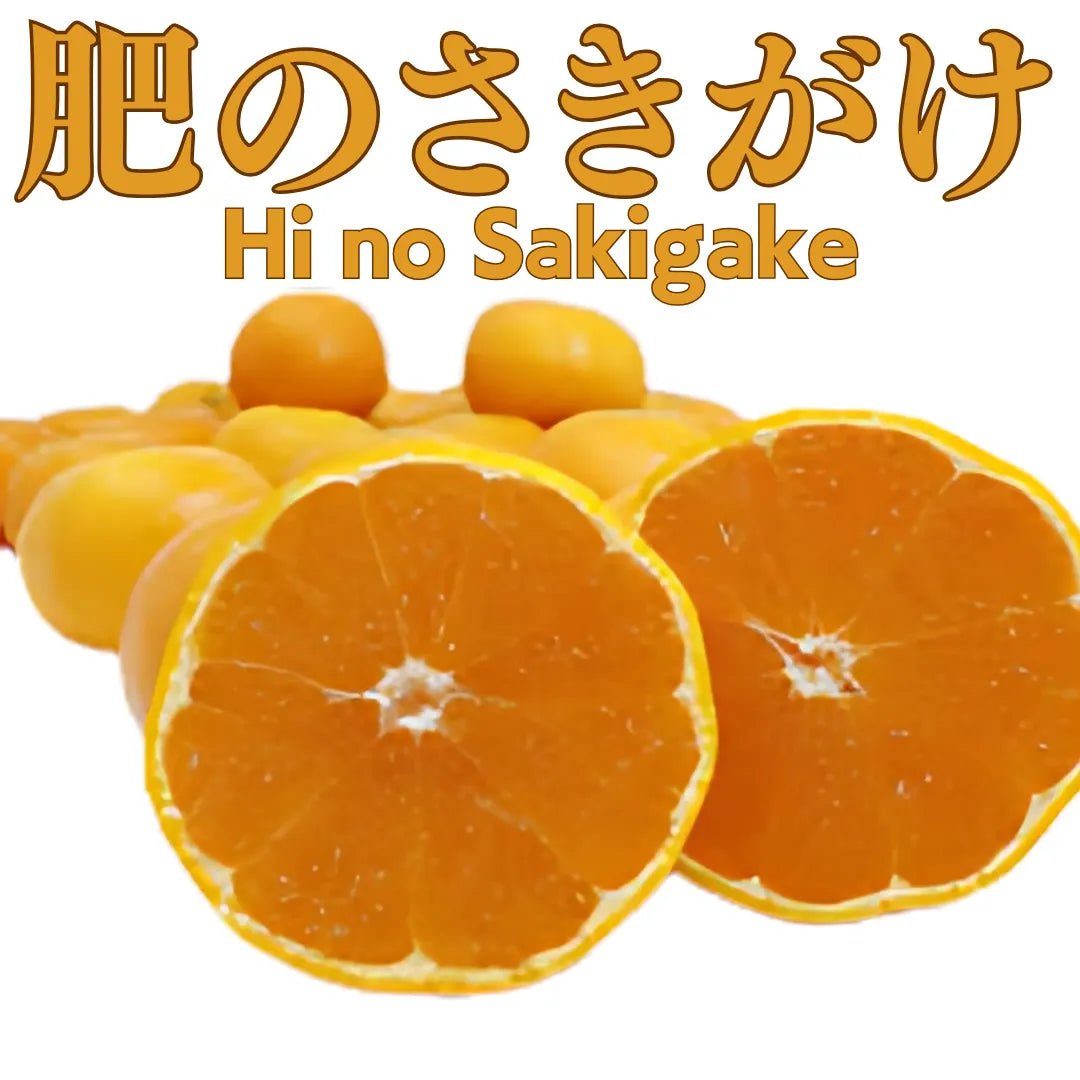 "Hi no Sakigake (Top Grade)" approx.500g - Top 10% of high - quality early - ripening oranges, from Kumamoto [Delivery between 15th~16th Nov] - Tokyo Fresh Direct