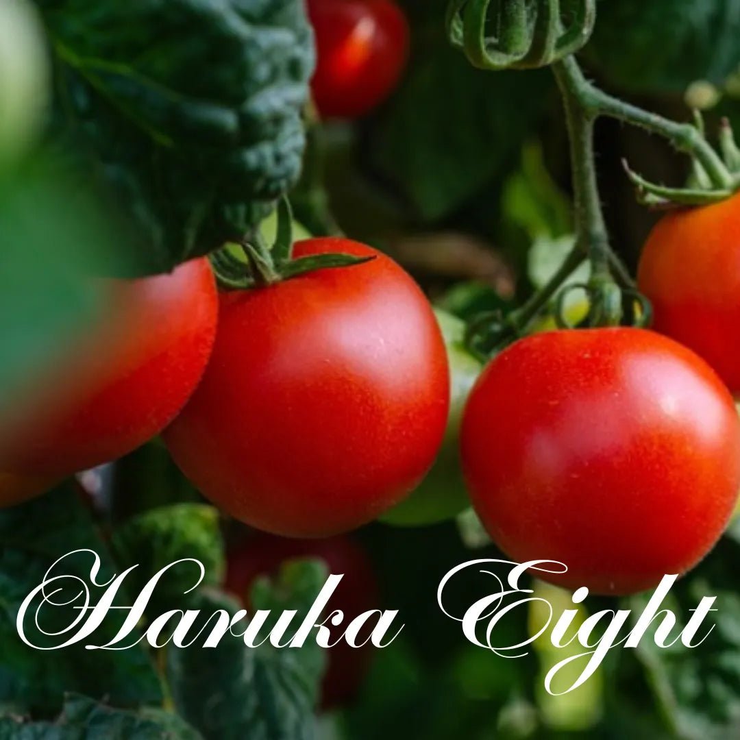 High Suger Fruits Tomato ”Haruka Eight" from Hokkaido, Approx.1kg(8 - 15pc) [Delivery between 27th~28th Sep] - Tokyo Fresh Direct