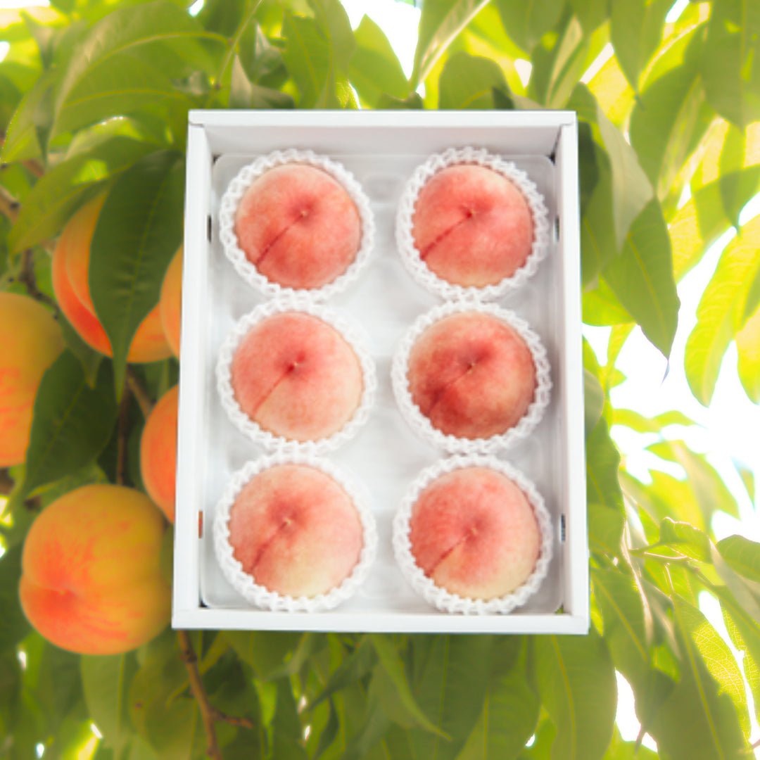 "Hikawa - Hakuhou (Top Grade)" from Yamanashi. [Delivery 16th~17th May] - Tokyo Fresh Direct