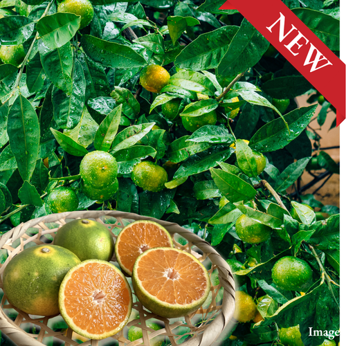 "Hinoakari (2S-size/High Grade)", An Early Mikan That Turns Sweet Before the Season Fully Begins, Approx.500g | Delivery: 2nd~3rd Oct
