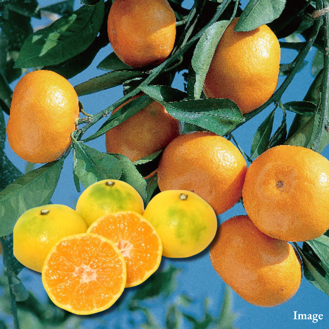 Hinosakigake Brand "Wase Mikan (2S-size/High Grade)", A Premium Kumamoto Brand Mikan Selected for Its High Brix and Low Acidity | Delivery: 9th~17th Oct - TFD (Tokyo Fresh Direct)