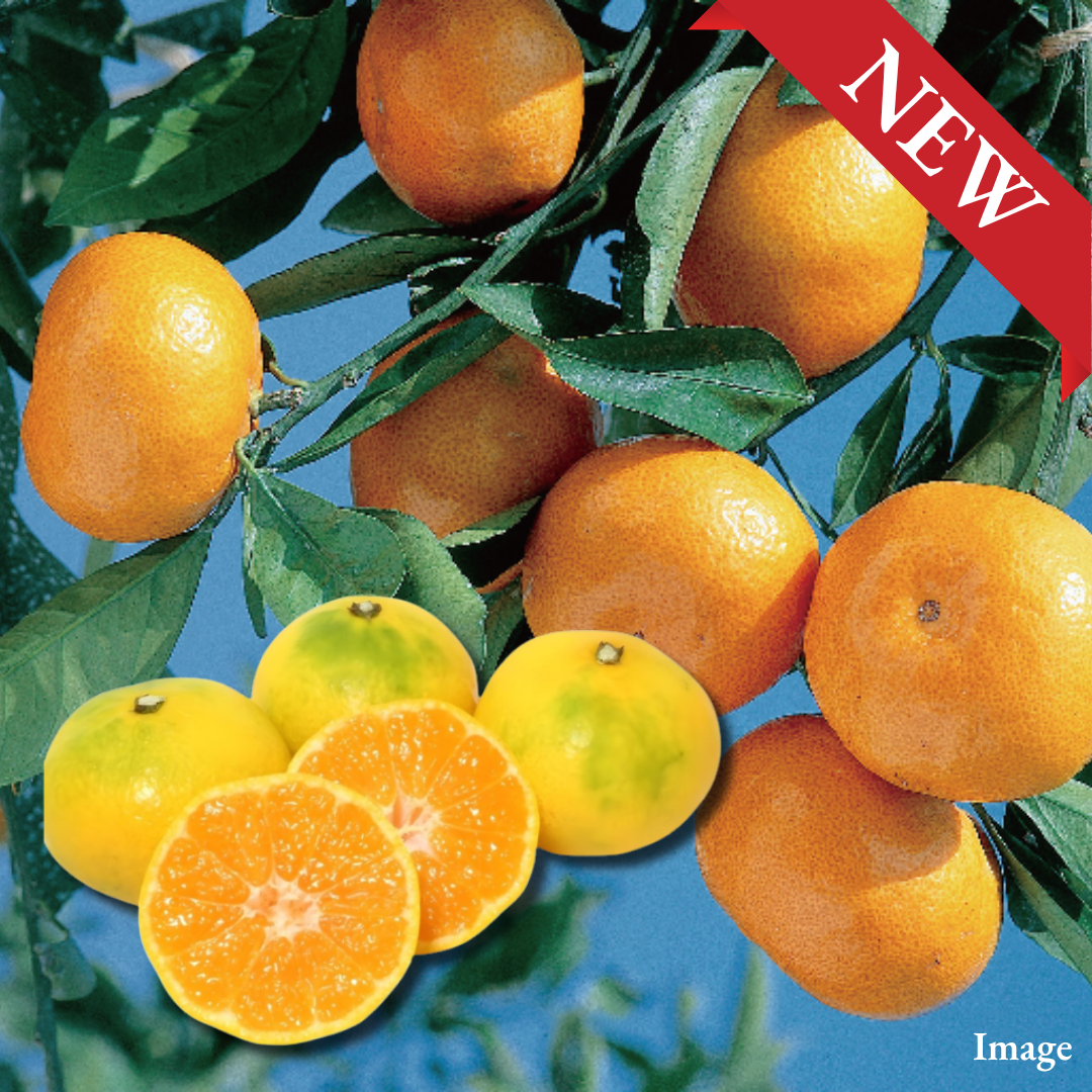 Hinosakigake Brand "Wase Mikan (2S-size/High Grade)", A Premium Kumamoto Brand Mikan Selected for Its High Brix and Low Acidity | Delivery: 9th~17th Oct - TFD (Tokyo Fresh Direct)