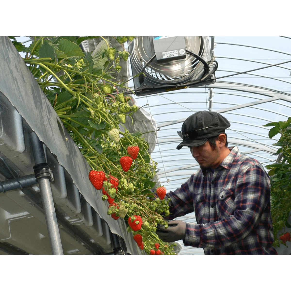 HIRAIWAICHIGO Hiraiwa Estate Pure Strawberry Confiture - Tokyo Fresh Direct