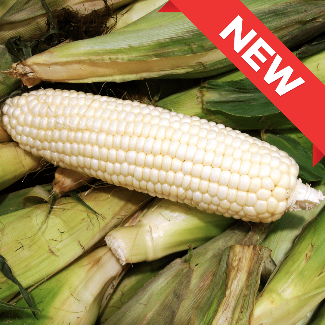 Hokkaido Snow Corn from Hokkaido, approx. 1.2kg/4pcs | Delivery: 22nd~23rd Aug - Tokyo Fresh Direct