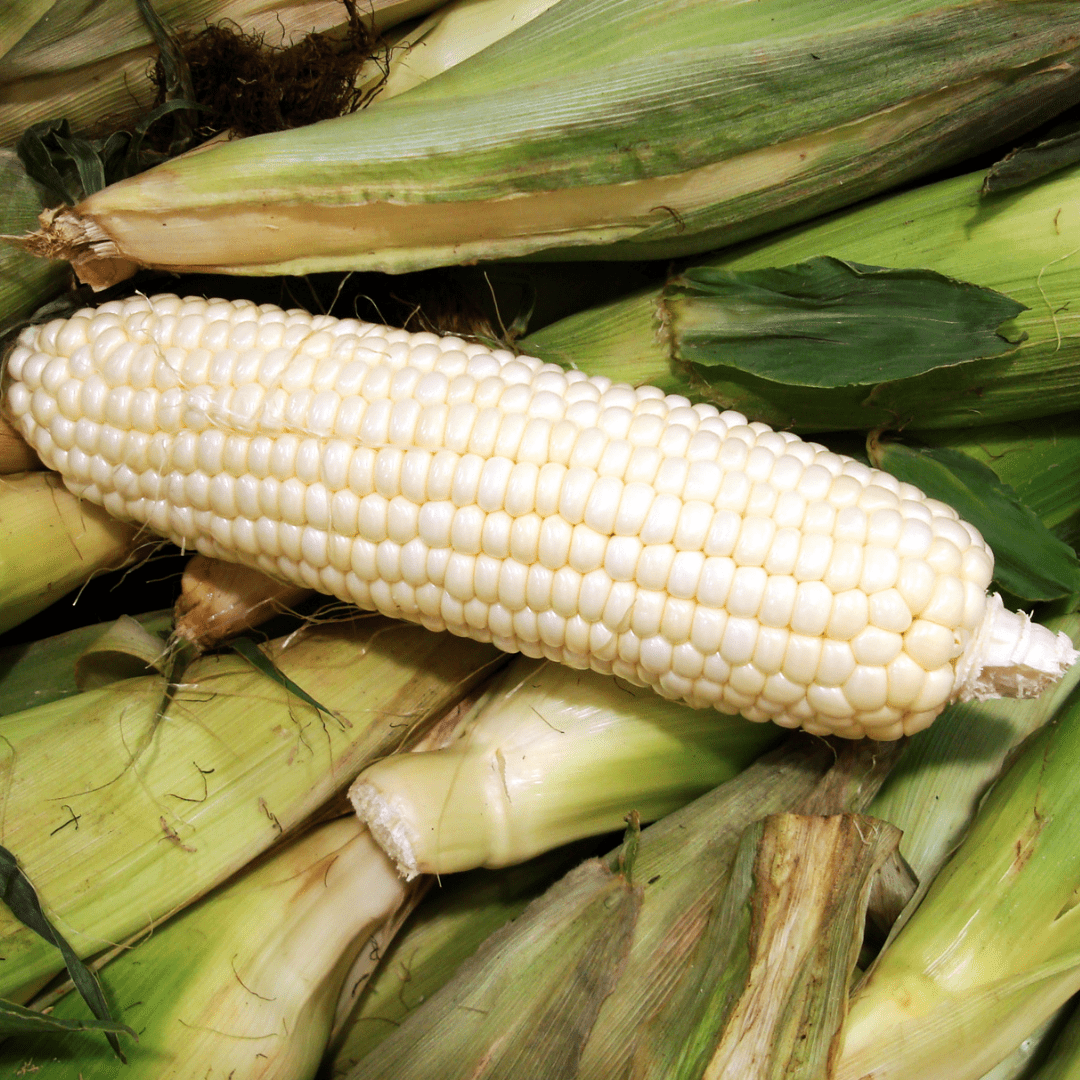 Hokkaido Snow Corn from Hokkaido, approx. 1.2kg/4pcs | Delivery: 22nd~23rd Aug - Tokyo Fresh Direct