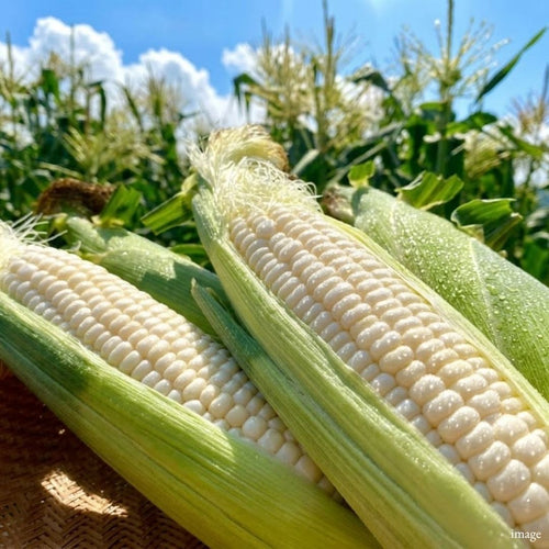 Hokkaido White Snow Corn – 2pcs (Approx. 640g+) | Extra Sweet, Tender & Snow-White Premium Corn