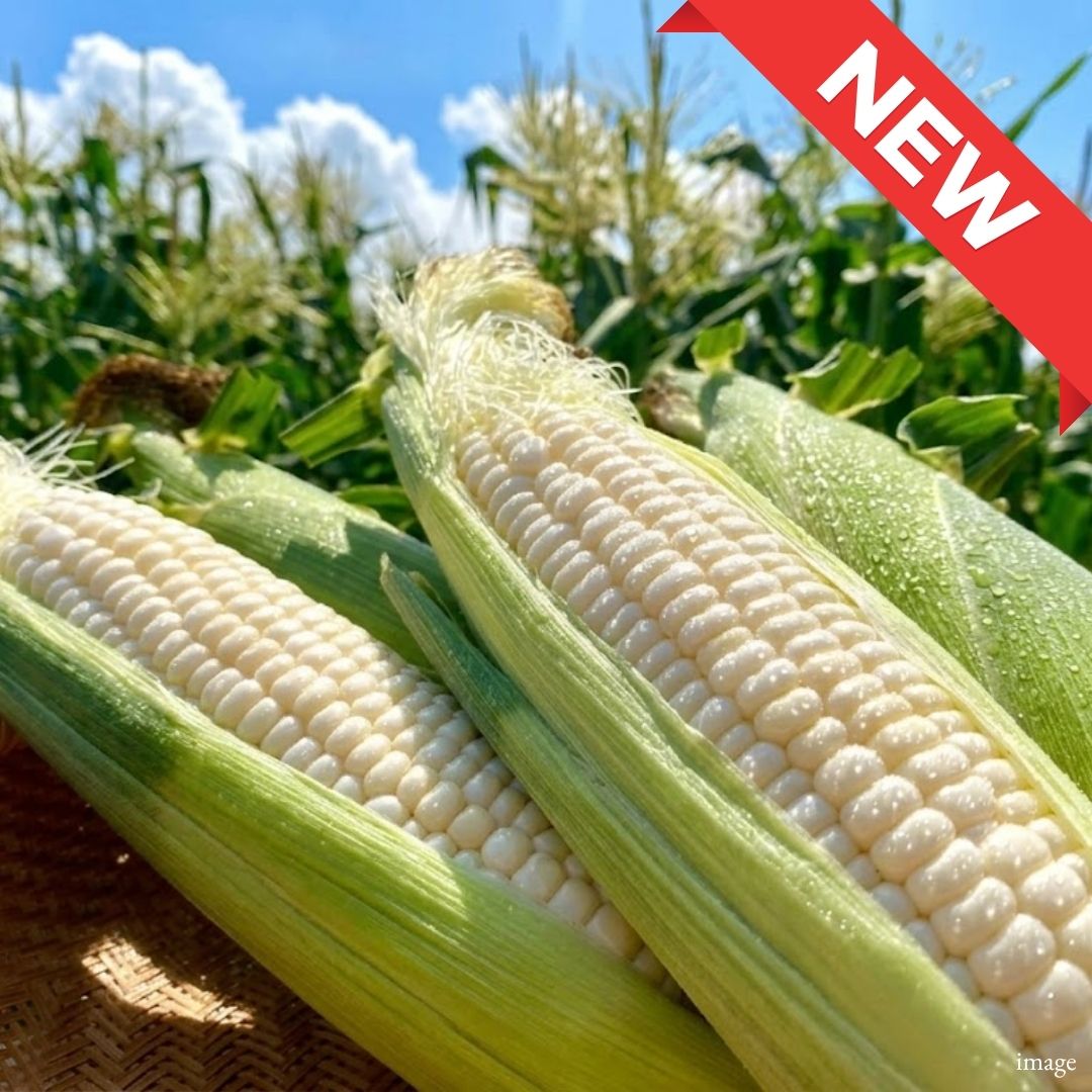 Hokkaido White Snow Corn – 2pcs (Approx. 640g+) | Extra Sweet, Tender & Snow-White Premium Corn - TFD (Tokyo Fresh Direct)