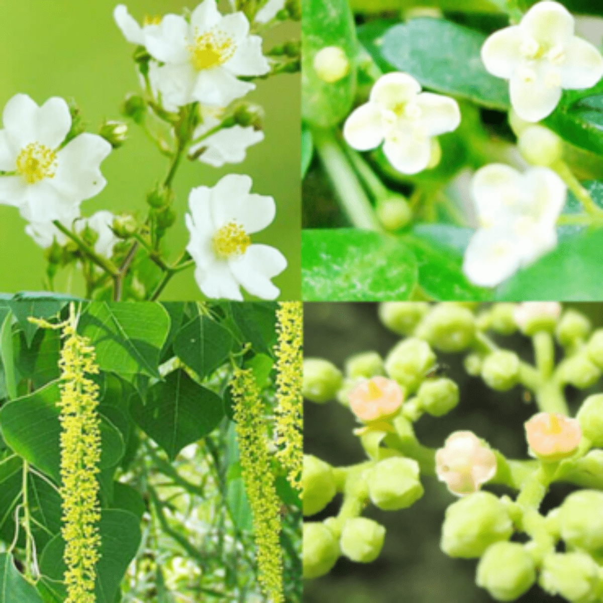 HORIYOUHOUEN Early Summer Wildflower Honey - Tokyo Fresh Direct