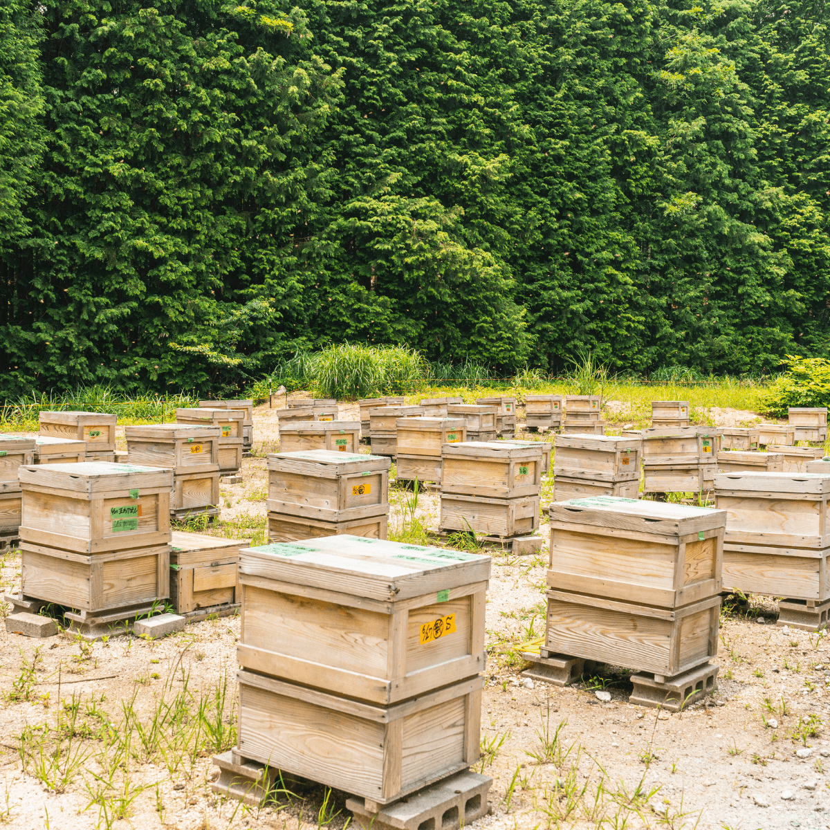 HORIYOUHOUEN Early Summer Wildflower Honey - Tokyo Fresh Direct