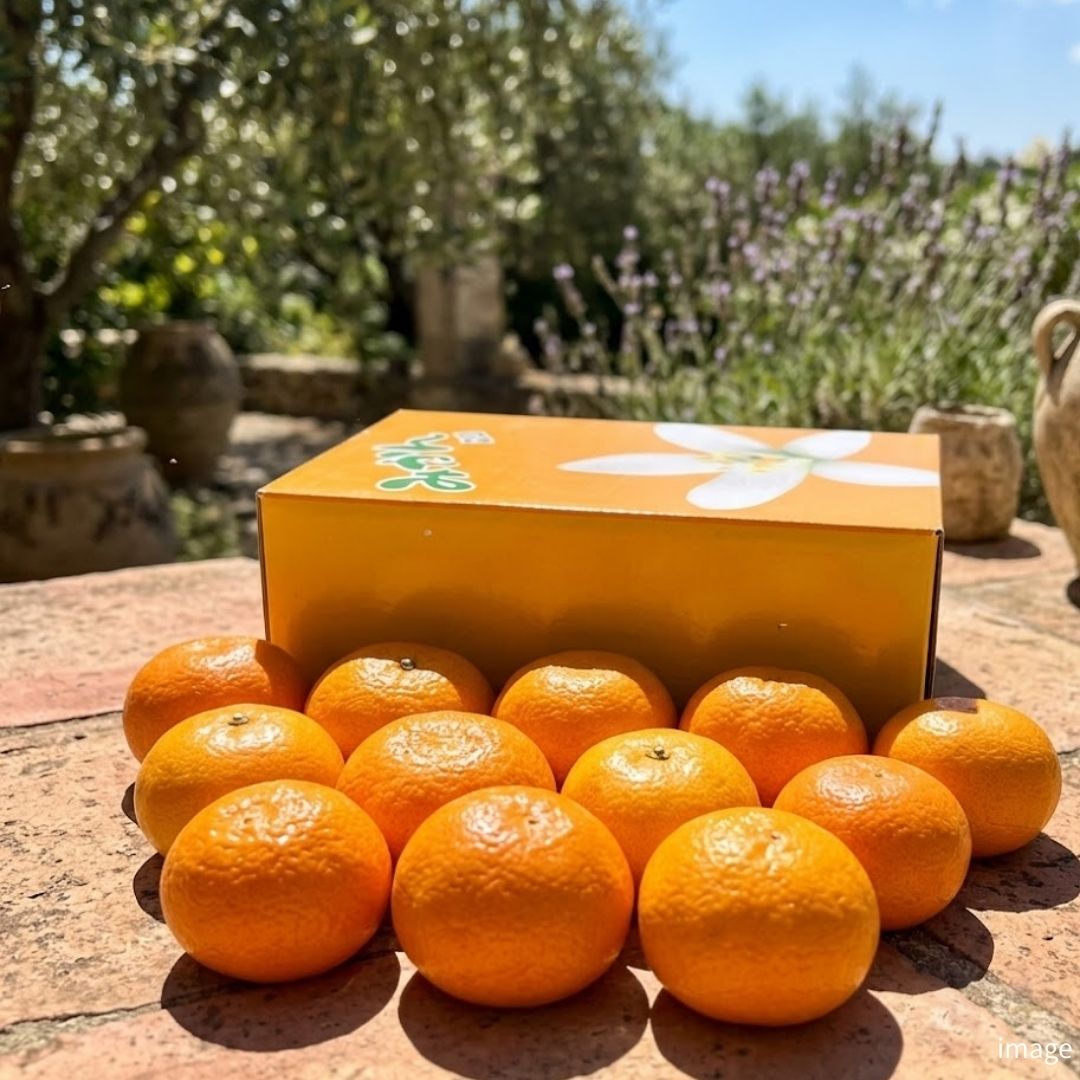House Mikan [Limited 10 Availability] – Premium Gift Box Approx. 2.5kg | Delivery: 12th - 13th June - TFD (Tokyo Fresh Direct)