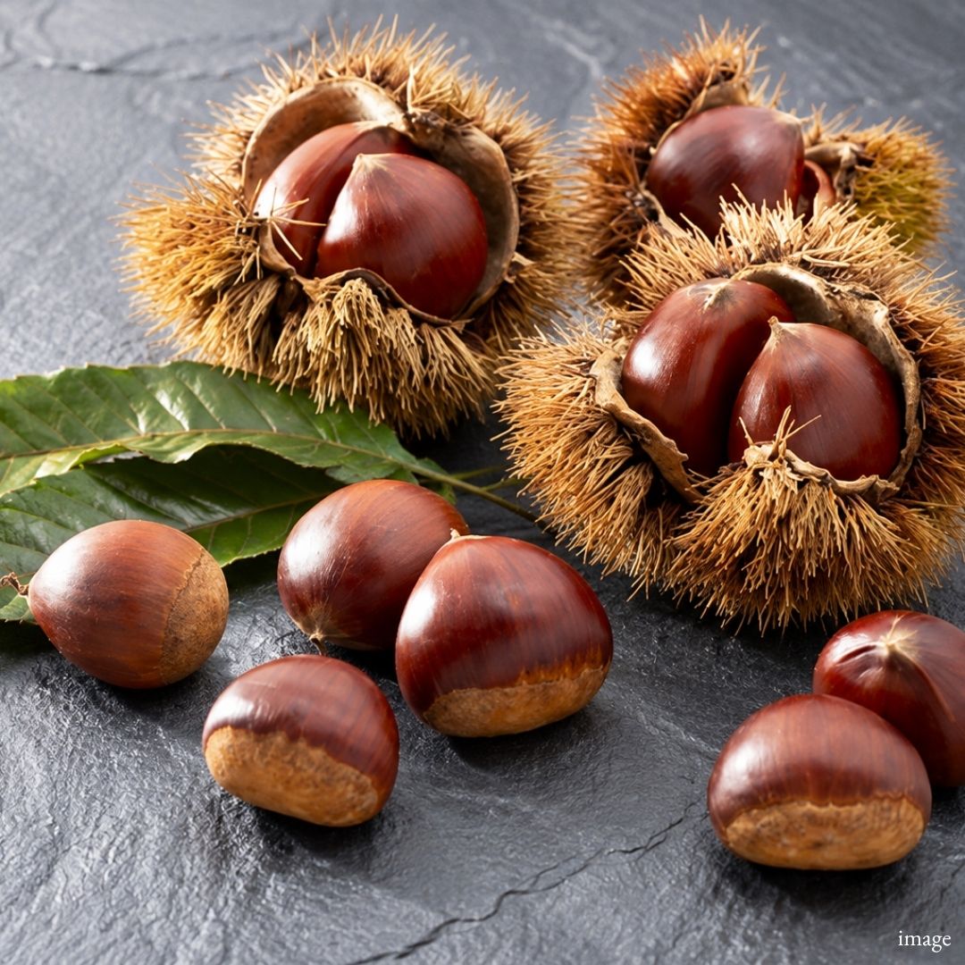 Ibaraki "Japanese Chestnuts", Naturally Sweet and Rich Seasonal Chestnuts with a Soft, Fluffy Texture, 1kg Pack - TFD (Tokyo Fresh Direct)