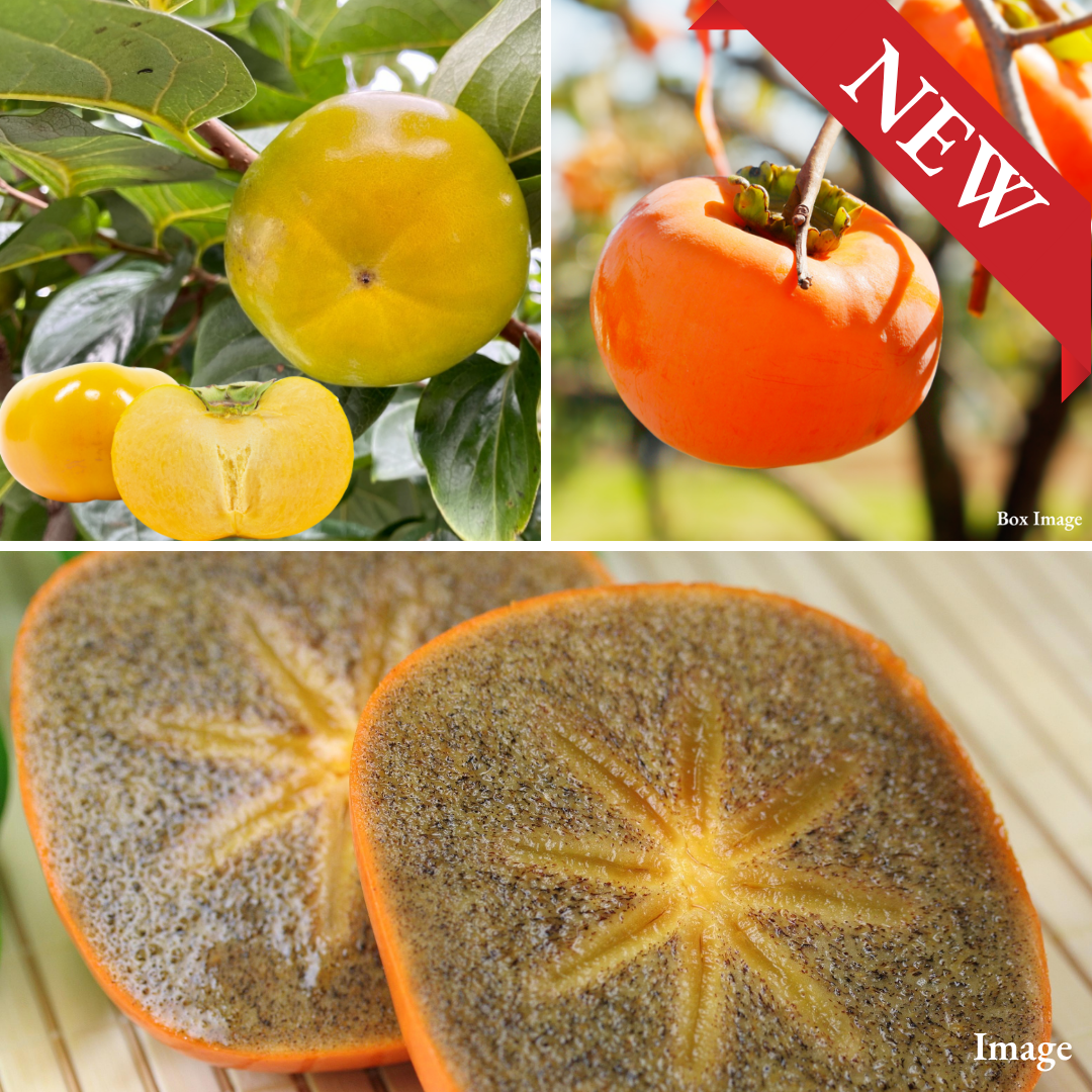 "Japan Persimmon Trio" Kuroama, Golden Persimmon & Hira Seedless Persimmon, Tree-Ripened Kuroama, Crisp Golden Taishu & Tender Hira Seedless (3pcs/approx.850g) | Delivery: 30th~31th Oct - TFD (Tokyo Fresh Direct)