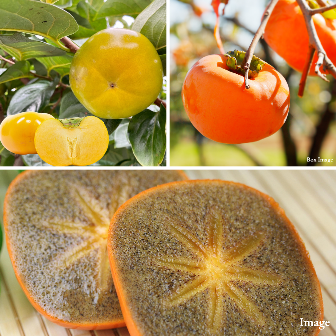 "Japan Persimmon Trio" Kuroama, Golden Persimmon & Hira Seedless Persimmon, Tree-Ripened Kuroama, Crisp Golden Taishu & Tender Hira Seedless (3pcs/approx.850g) | Delivery: 30th~31th Oct - TFD (Tokyo Fresh Direct)