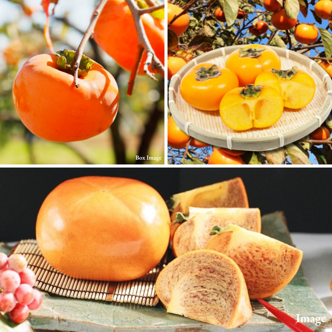 "Japan Persimmon Trio" Kuroama, Shonai & Tone Wase, Three Regional Expressions of Japan’s Seedless Persimmon Tradition (3pcs/approx.750g) | Delivery: 23th~24th Oct - TFD (Tokyo Fresh Direct)