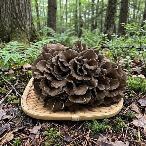 Japanese Black Maitake Mushroom – Premium “Kuro Maitake” | Deep Umami & Aromatic Wild Flavor | Artisan Cultivation - TFD (Tokyo Fresh Direct)