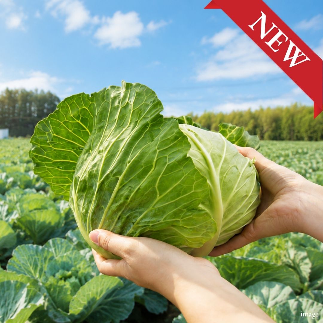 Japanese Cabbage, 1pc / Approx. 800g, [Nagano Fair 2026] | Delivery: 18th–19th Sep - TFD (Tokyo Fresh Direct)
