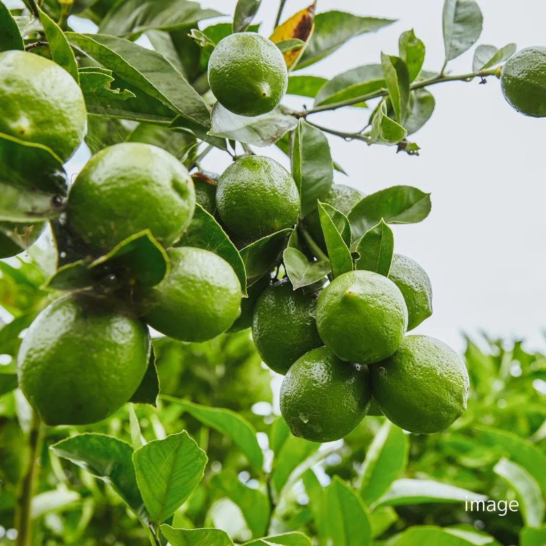 Japanese Kochi Lemon - Tokyo Fresh Direct