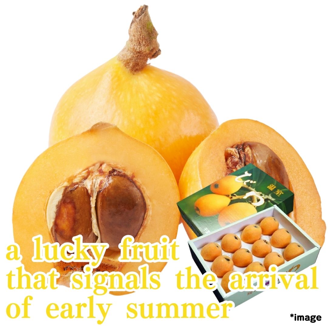 "Japanese loquat Gift Box 1kg (High Grade) ", a lucky fruit that signals the arrival of early summer from Chiba | Delivery: 6th~7th June - Tokyo Fresh Direct