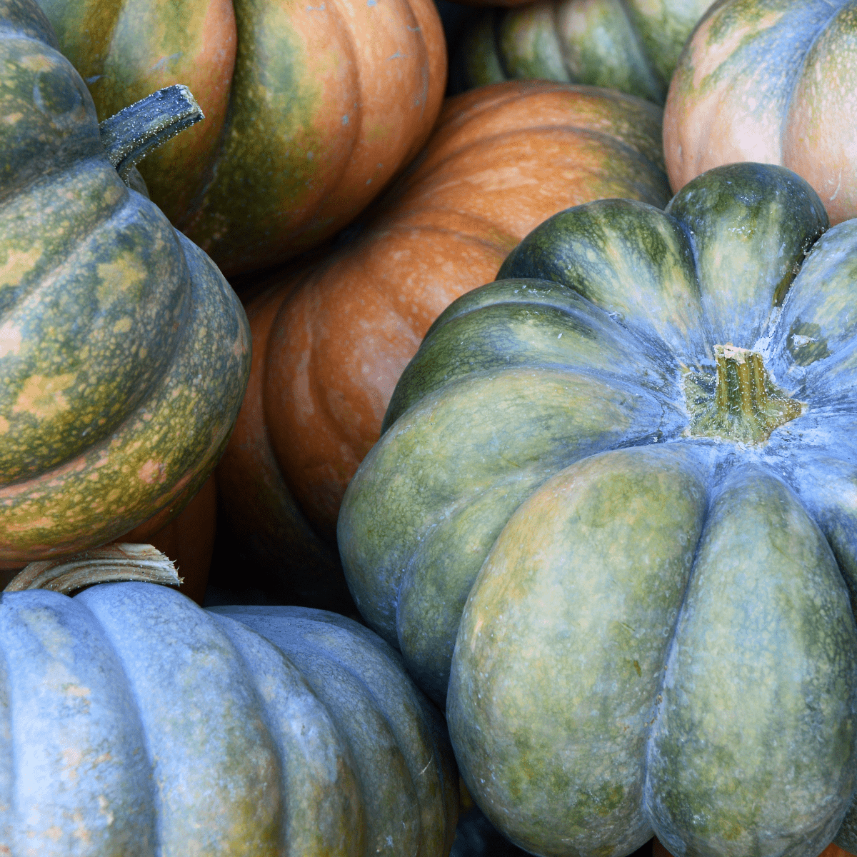 Japanese Pumpkins with Imperfections - 5-7 Pieces per Box (10kg Box) - Tokyo Fresh Direct