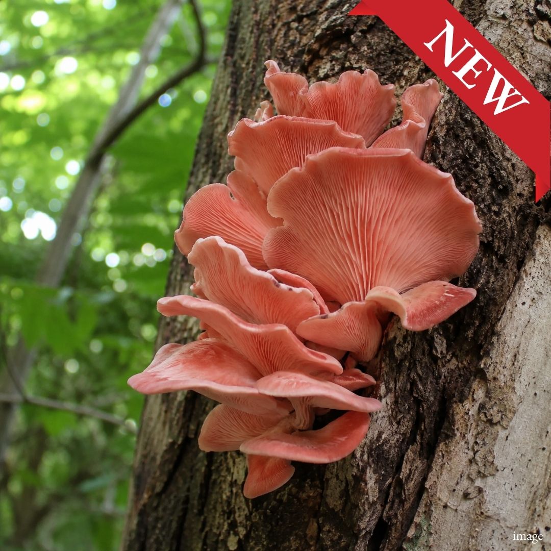 Japanese Toki-iro Hiratake (Pink Oyster Mushroom) – Beautifully Pink, Tender & Delicately Savory - TFD (Tokyo Fresh Direct)