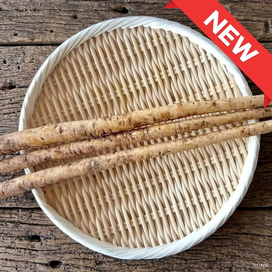 Japanese Young Burdock Root “Shin Gobo” – Tender Seasonal Harvest | Delicate Aroma & Crisp Texture | Premium Japanese Vegetable - TFD (Tokyo Fresh Direct)